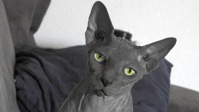 Hairless Cats: Everything You Need To Know