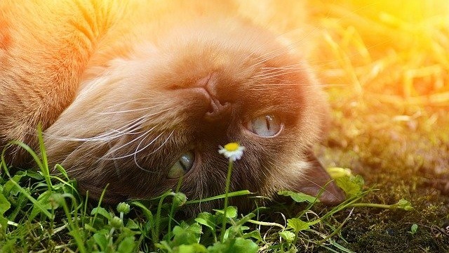 What Does Catnip Do To Cats? Why Do They Love It?