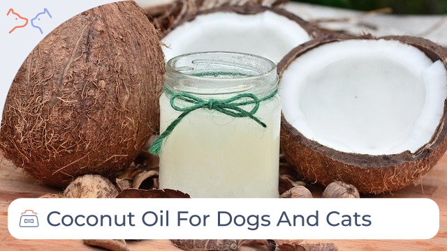 Coconut Oil for Dogs and Cats: All You Need To Know