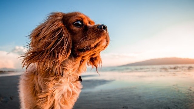 7 Best Dog Friendly Beaches in the USA