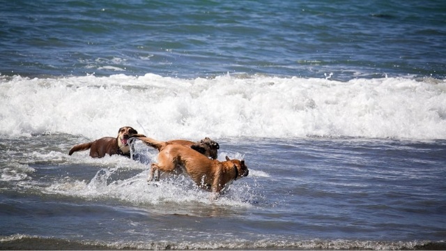 7 Best Dog Friendly Beaches in the USA | All About Pets, a blog by Maven