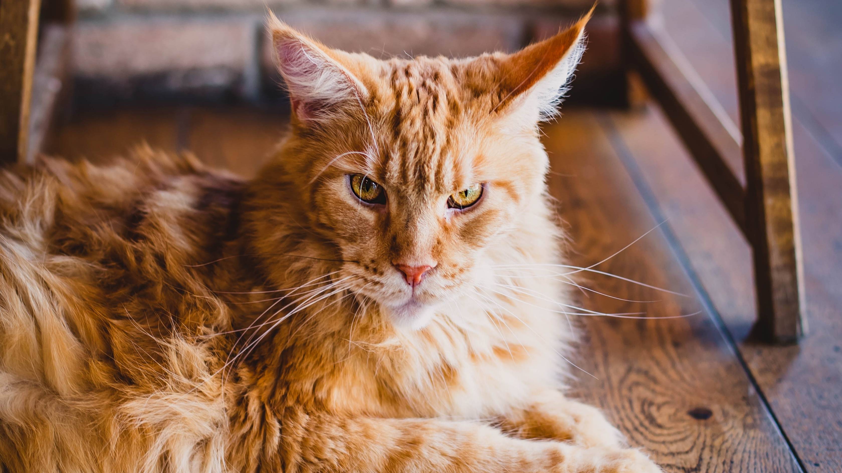 fluffy orange cat breeds