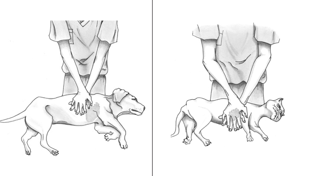 How to Perform CPR on a Dog or Cat