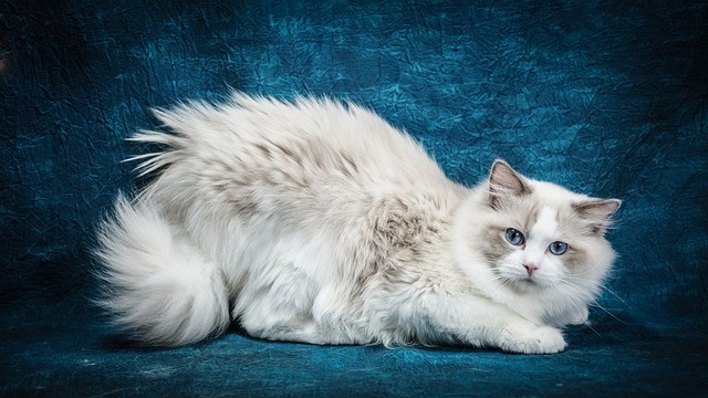 10 Large Cat Breeds To Rule Your Home | All About Pets, a blog by Maven