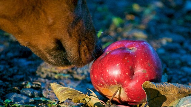 closeup of a dog smelling an apple
