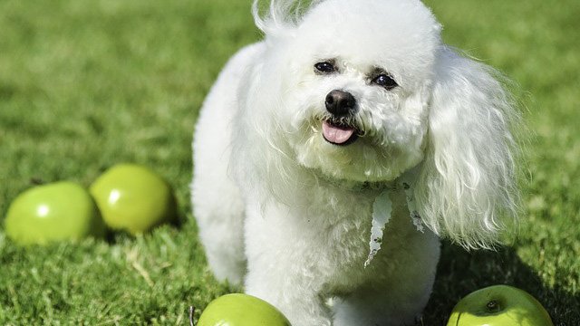 a dog surrounded by apples