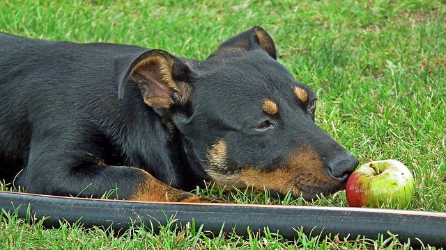 dog smelling an apple