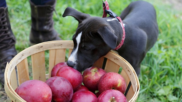 dog looking into a basket full of apples