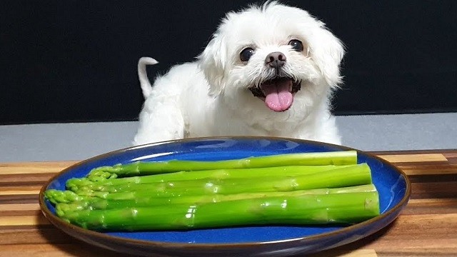 dog looking at a plate of asparagus