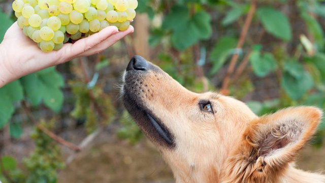 a human hand holding a bunch of grapes and a dog smelling them