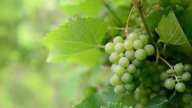 a bunch of green grapes