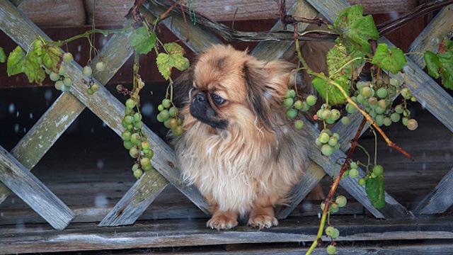 a dog looking to the left, with a few bunches of grapes surrounding them