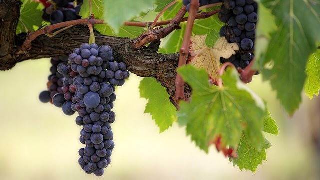 a bunch of purple grapes