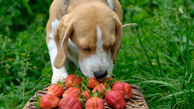 a dog smelling a basket full of strawberries