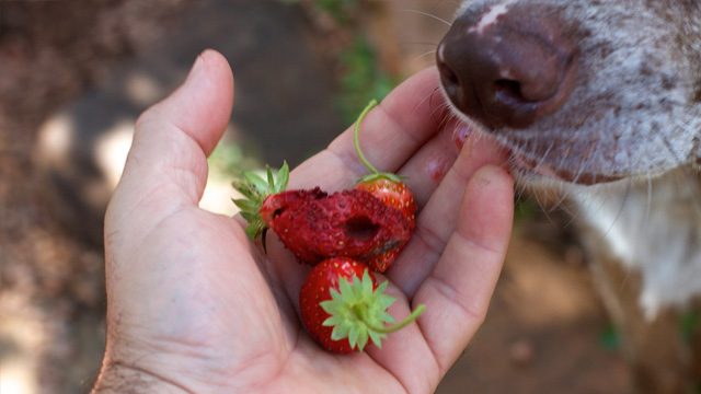 closeup of a hand offering a few strawberries and a dog's nose smelling them