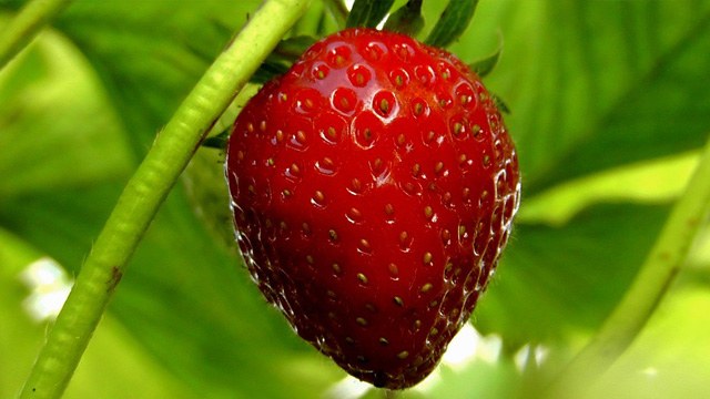 closeup of a single strawberry