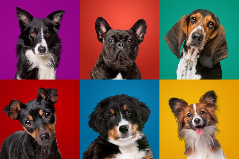 “What Type of Dog Should I Get?” – Quiz