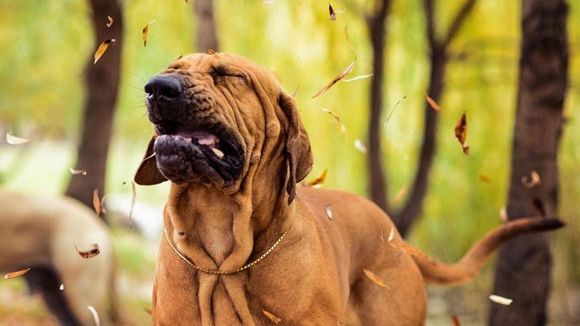 Can Dogs Have Allergies? What You Need To Know