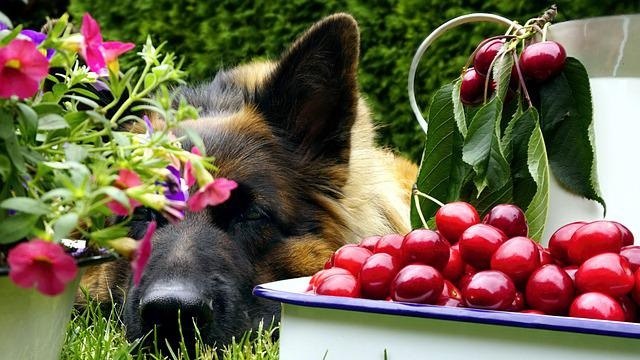Can Dogs Eat Cherries?