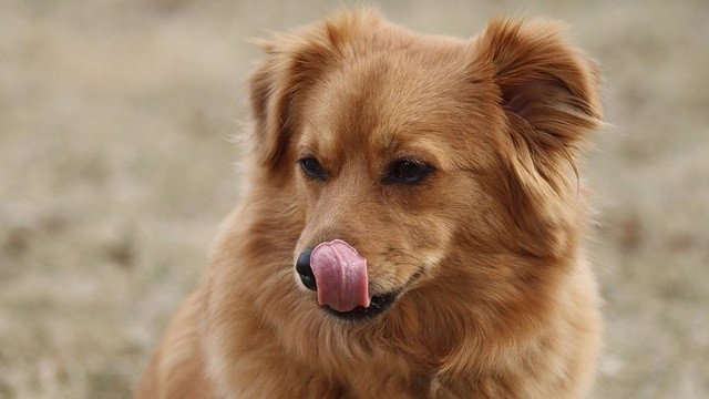 can puppies eat chia seeds