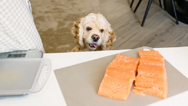 Can Dogs Eat Raw Salmon?