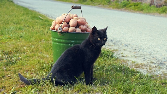 Can Cats Eat Potatoes?
