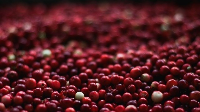 Are cranberries best sale poisonous to dogs