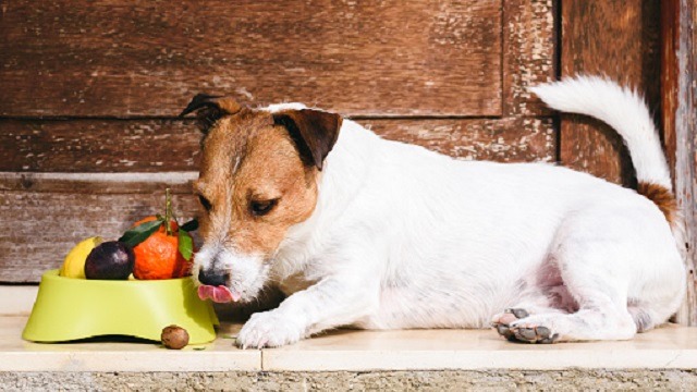Can Dogs Eat Figs?
