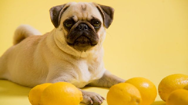 Can Dogs Eat Lemons?