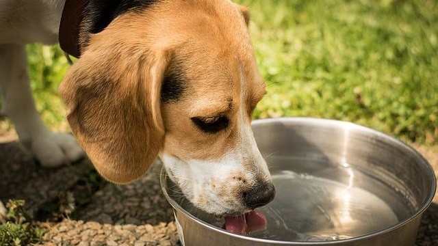 What to do if sale my dog ate spicy food