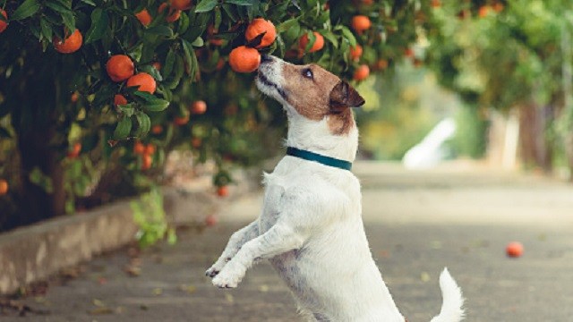Can Dogs Eat Tangerines?