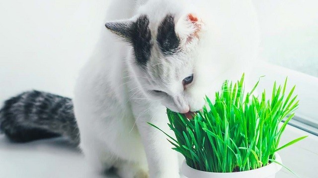 Cat Grass: Everything You Need To Know