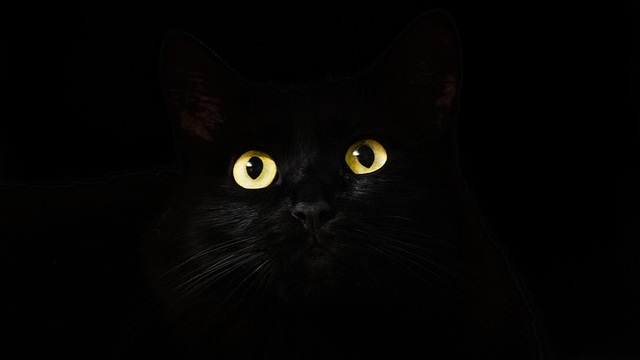 Are Black Cats Bad Luck? – Superstitions & Meanings