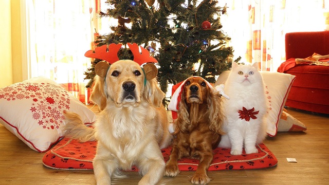 Pet Safety Tips For Christmas