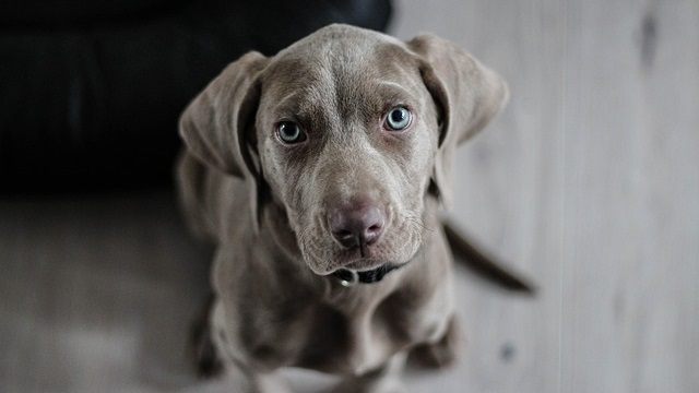 How To Leave a Puppy Alone While At Work