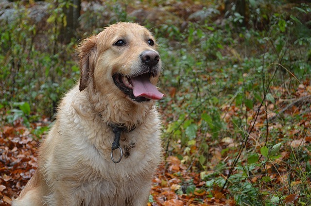 Can Dogs Eat Almond Butter? And What Amount Is Safe? - DodoWell - The Dodo