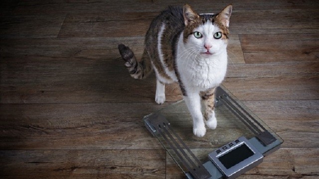 How Heavy Should My Cat Be? Ideal Cat Weight Explained