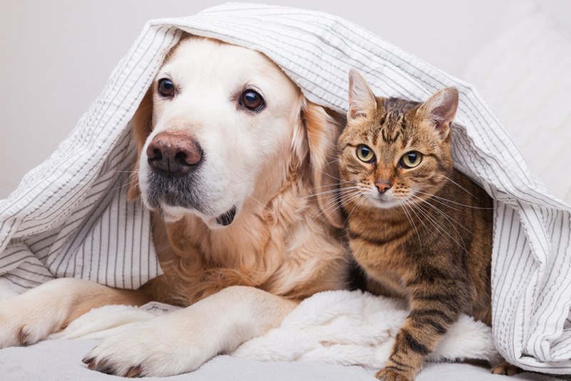 How To Keep House Clean With Dogs And Cats