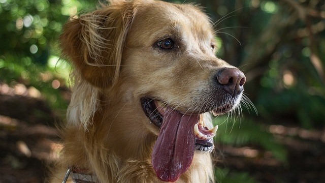 Is Your Dog Panting? Here’s What It Means and What You Can Do to Help