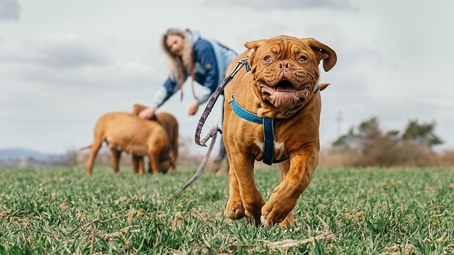 10 Fun Dog Run Ideas & Top Tips For Running With Your Dog