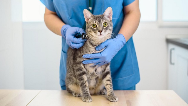 How Often Do You Take A Cat To The Vet?