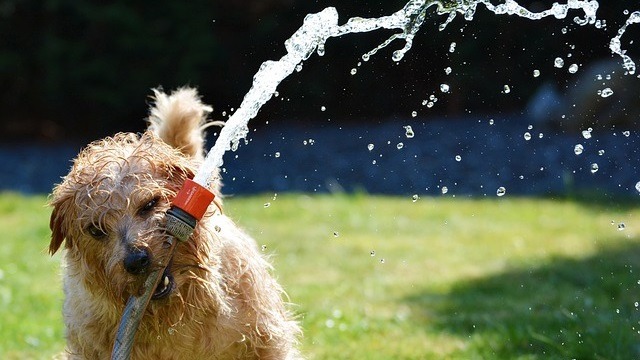 How To Cool Down A Dog