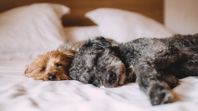 9 Lazy Dog Breeds That Are Perfect for Couch Potatoes