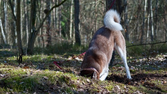 Why Do Dogs Dig Holes?