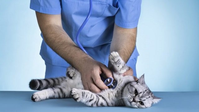Cat Coughing: Diagnosing and Treating Feline Respiratory Issues