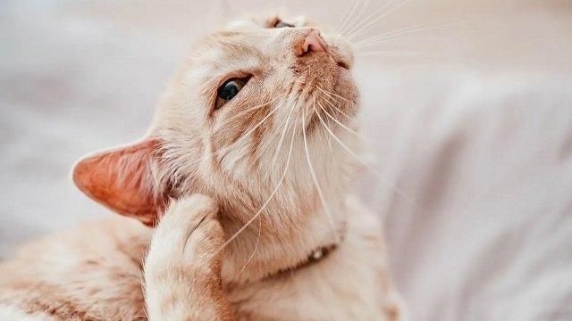 Cat Ear Infection Guide: How to Keep Your Feline Friend’s Ears Healthy