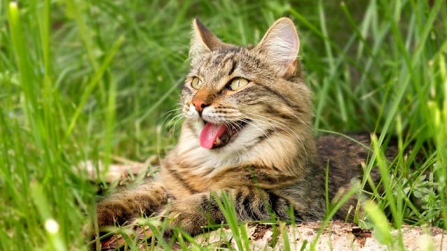 Cat Panting: Normal or a Sign of Trouble?