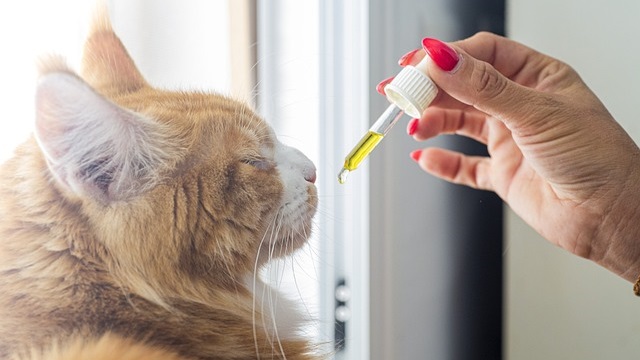 CBD For Cats: Does It Help?