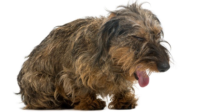 Dog Coughing: Symptoms, Causes, and Remedies