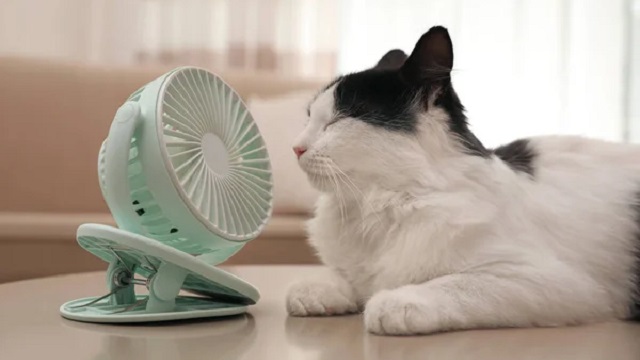 Cat Hydration Hacks: How To Keep Cats Cool In Summer